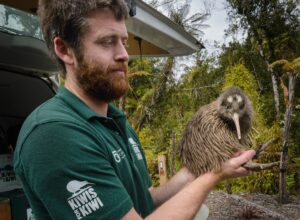 Kiwi Bird